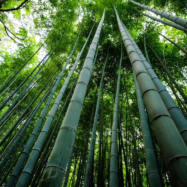 Bamboo Material: The Future of Green and Sustainable Packaging